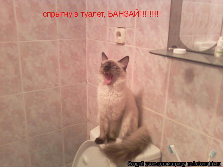 спрыгну в туалет, БАНЗАЙ!!!!!!!!!... Котоматрица: спрыгну в туалет, БАНЗАЙ!!!!!!!!!