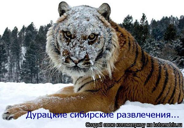 Дурацкие сибирские развлечения...... Котоматрица: Дурацкие сибирские развлечения...