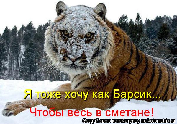 Я тоже хочу как Барсик... Чтобы весь в сметане!... Котоматрица: Я тоже хочу как Барсик... Чтобы весь в сметане!