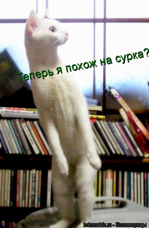 Теперь я похож на сурка?... Котоматрица: Теперь я похож на сурка?