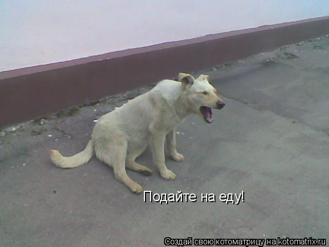 Подайте на еду!... Котоматрица: Подайте на еду!