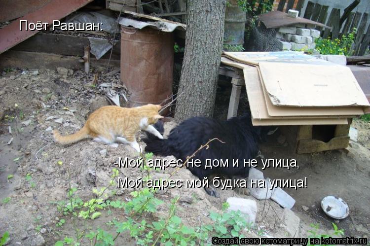 Поёт Равшан: -Мой адрес не дом и не улица, Мой адрес мой будка на улица!... Котоматрица: Поёт Равшан: -Мой адрес не дом и не улица, Мой адрес мой будка на улица!