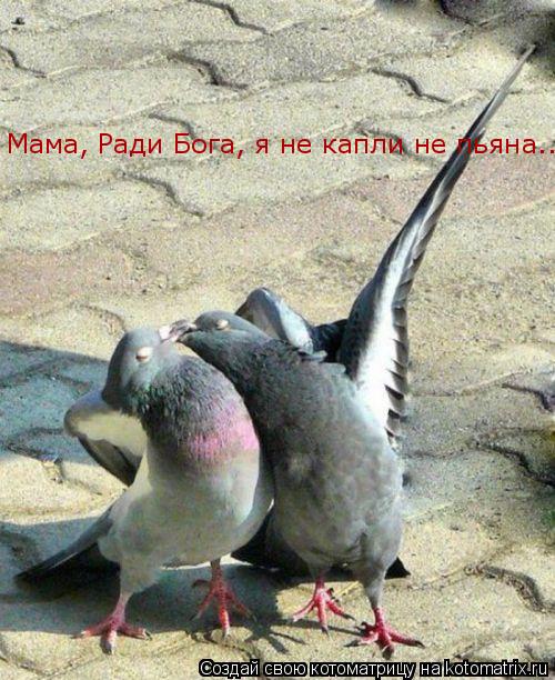 Мама, Ради Бога, я не капли не пьяна......... Котоматрица: Мама, Ради Бога, я не капли не пьяна......