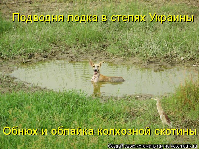 Подводня лодка в степях Украины Обнюх и облайка колхозной скотины... Котоматрица: Подводня лодка в степях Украины Обнюх и облайка колхозной скотины