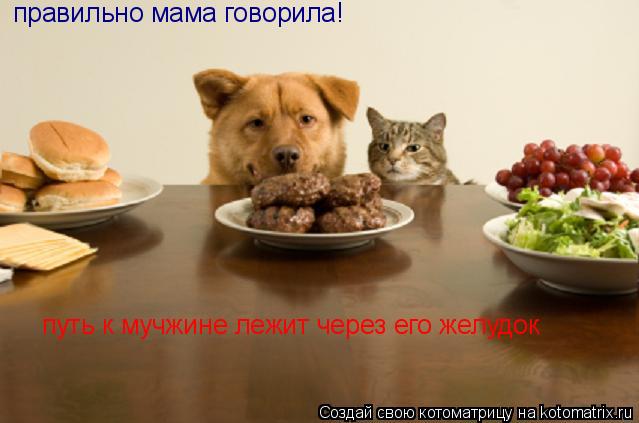 правильно мама говорила! путь к мучжине лежит через его желудок... Котоматрица: правильно мама говорила! путь к мучжине лежит через его желудок