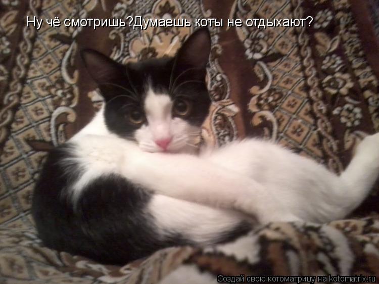Ну чё смотришь?Думаешь коты не отдыхают?... Котоматрица: Ну чё смотришь?Думаешь коты не отдыхают?