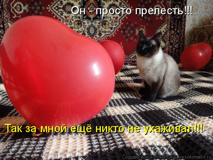 Он - просто прелесть!!! Так за мной ещё никто не ухаживал!!!... Котоматрица: Он - просто прелесть!!! Так за мной ещё никто не ухаживал!!!