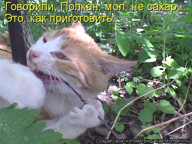 -Говорили, Полкан, мол, не сахар... Это, как приготовить...... Котоматрица: -Говорили, Полкан, мол, не сахар... Это, как приготовить...