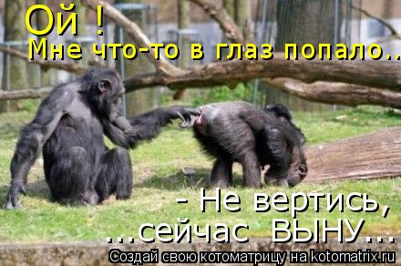 Ой ! Мне что-то в глаз попало.. - Не вертись, ...сейчас ВЫНУ...... Котоматрица: Ой ! Мне что-то в глаз попало.. - Не вертись, ...сейчас ВЫНУ...