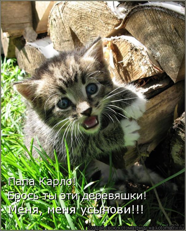 Котоматрица: Меня, меня усынови!!! Папа Карло!  Брось ты эти деревяшки!