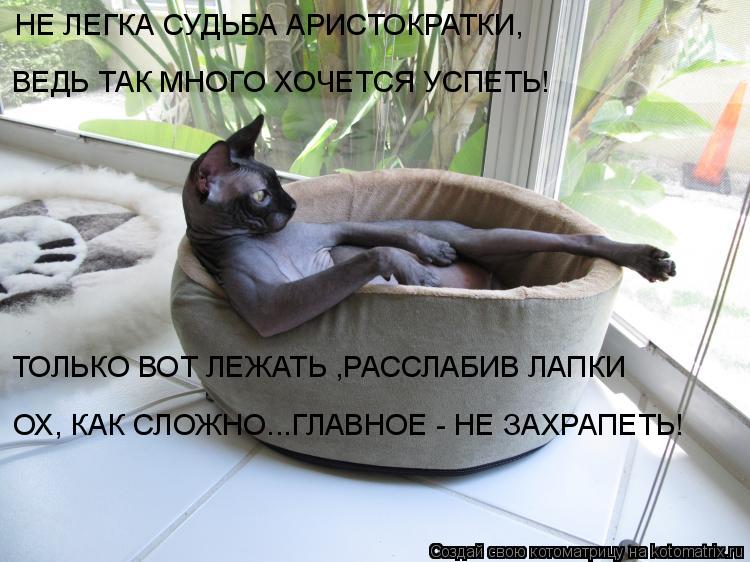 НЕ ЛЕГКА СУДЬБА АРИСТОКРАТКИ, ВЕДЬ ТАК МНОГО ХОЧЕТСЯ УСПЕТЬ! ТОЛЬКО ВОТ ЛЕЖАТЬ ,РАССЛАБИВ ЛАПКИ ОХ, К... Котоматрица: НЕ ЛЕГКА СУДЬБА АРИСТОКРАТКИ, ВЕДЬ ТАК МНОГО ХОЧЕТСЯ УСПЕТЬ! ТОЛЬКО ВОТ ЛЕЖАТЬ ,РАССЛАБИВ ЛАПКИ ОХ, КАК СЛОЖНО...ГЛАВНОЕ - НЕ ЗАХРАПЕТЬ!