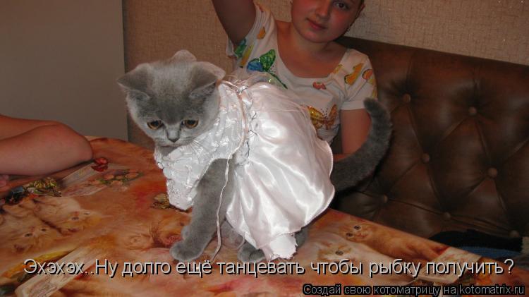 Эхэхэх..Ну долго ещё танцевать чтобы рыбку получить?... Котоматрица: Эхэхэх..Ну долго ещё танцевать чтобы рыбку получить?