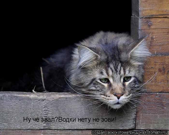 Ну чё звал?Водки нету не зови!... Котоматрица: Ну чё звал?Водки нету не зови!