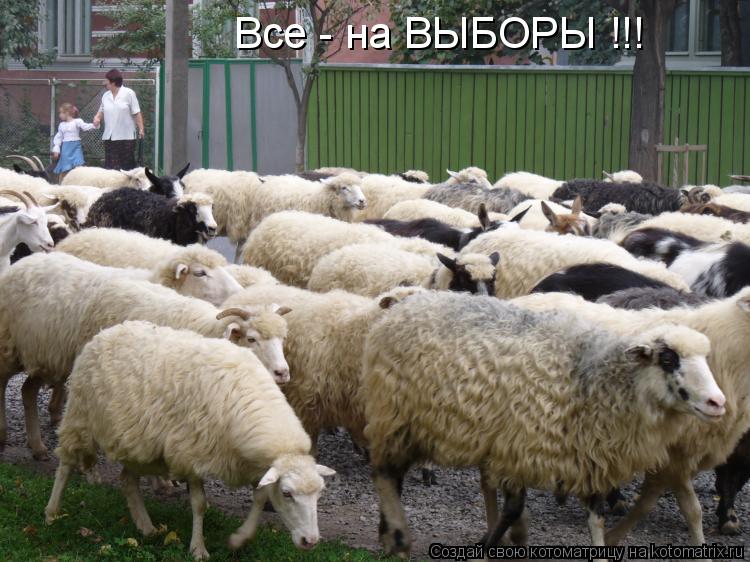 Все - на ВЫБОРЫ !!!... Котоматрица: Все - на ВЫБОРЫ !!!