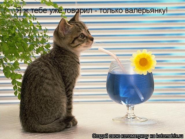 Я ж тебе уже говорил - только валерьянку!... Котоматрица: Я ж тебе уже говорил - только валерьянку!