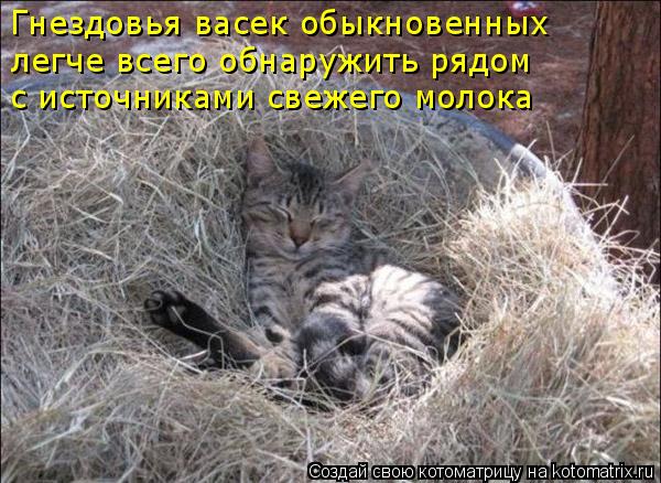 Котоматрица: Гнездовья васек обыкновенных легче всего обнаружить рядом с источниками свежего молока