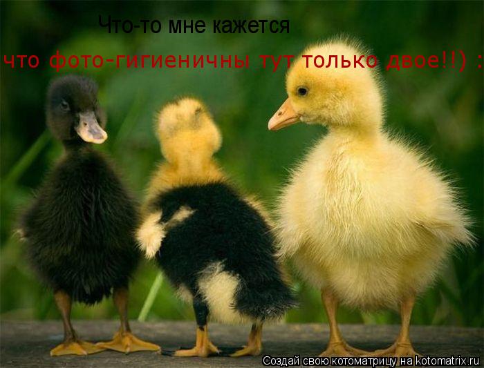 Что-то мне кажется что фото-гигиеничны тут только двое!!) :)... Котоматрица: Что-то мне кажется что фото-гигиеничны тут только двое!!) :)