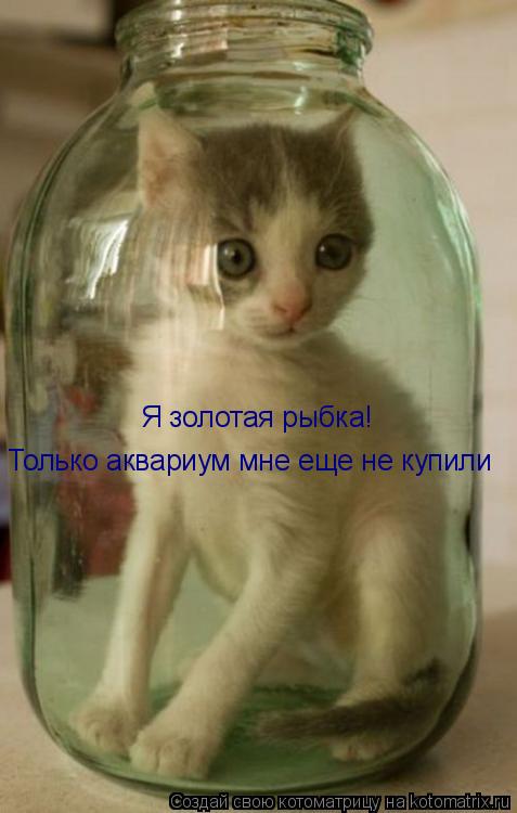 Я золотая рыбка! Только аквариум мне еще не купили... Котоматрица: Я золотая рыбка! Только аквариум мне еще не купили
