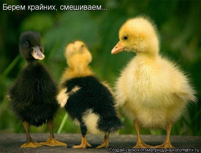 Берем крайних, смешиваем...... Котоматрица: Берем крайних, смешиваем...