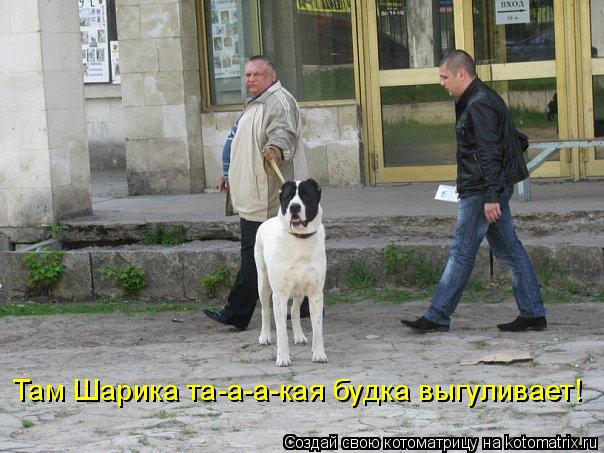 Там Шарика та-а-а-кая будка выгуливает!... Котоматрица: Там Шарика та-а-а-кая будка выгуливает!