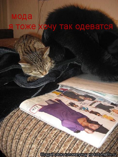 мода я тоже хочу так одеватся... Котоматрица: мода я тоже хочу так одеватся