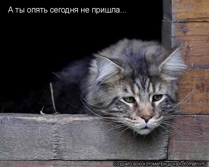 А ты опять сегодня не пришла...... Котоматрица: А ты опять сегодня не пришла...