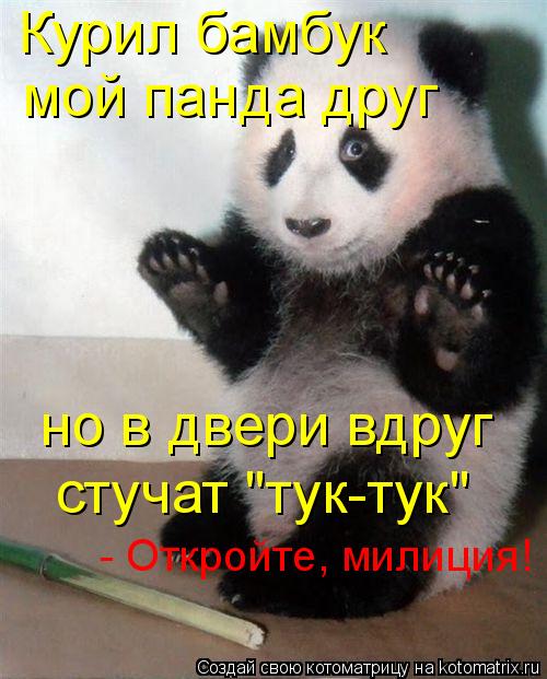 Курил бамбук мой панда друг но в двери вдруг стучат "тук-тук" - Откройте, милиция!... Котоматрица: Курил бамбук мой панда друг но в двери вдруг стучат "тук-тук" - Откройте, милиция!