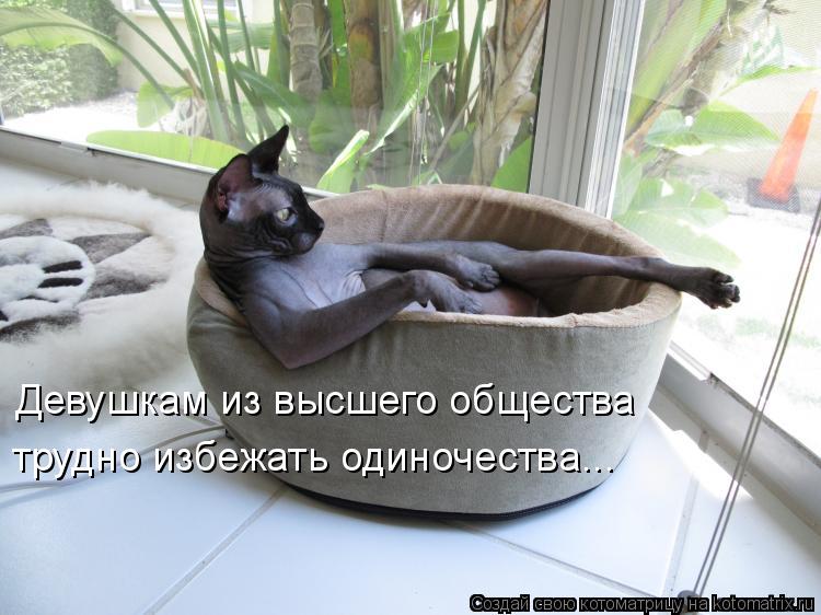 Девушкам из высшего общества трудно избежать одиночества...... Котоматрица: Девушкам из высшего общества трудно избежать одиночества...
