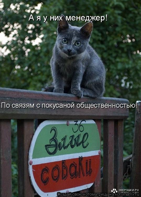 Котоматрица: А я у них менеджер! По связям с покусаной общественностью!