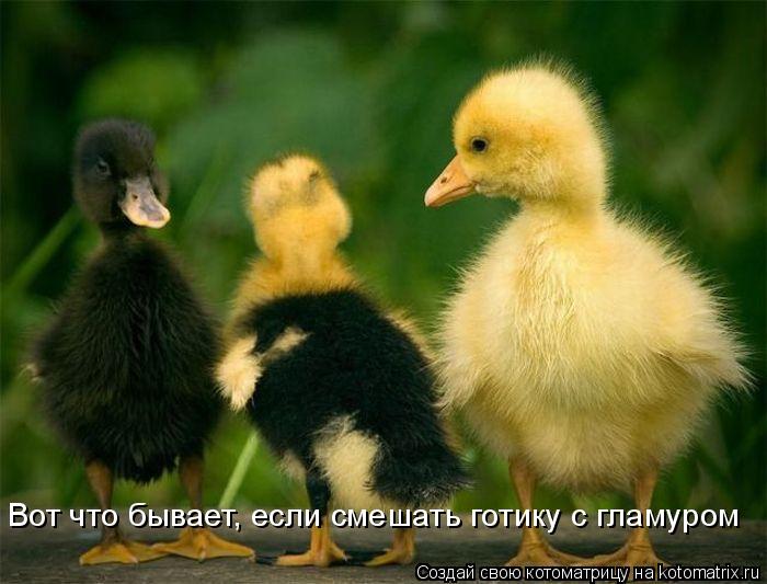 Вот что бывает, если смешать готику с гламуром... Котоматрица: Вот что бывает, если смешать готику с гламуром
