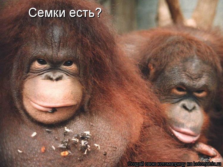 Семки есть?... Котоматрица: Семки есть?