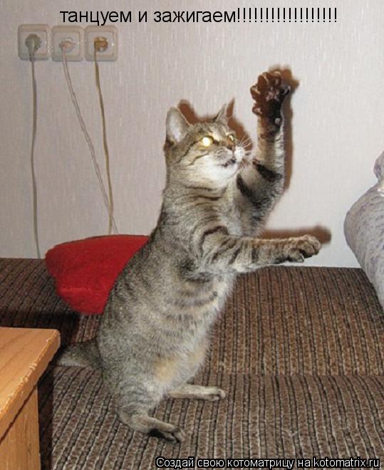 танцуем и зажигаем!!!!!!!!!!!!!!!!!!... Котоматрица: танцуем и зажигаем!!!!!!!!!!!!!!!!!!