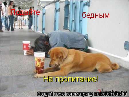 Подайте бедным На пропитание!... Котоматрица: Подайте бедным На пропитание!