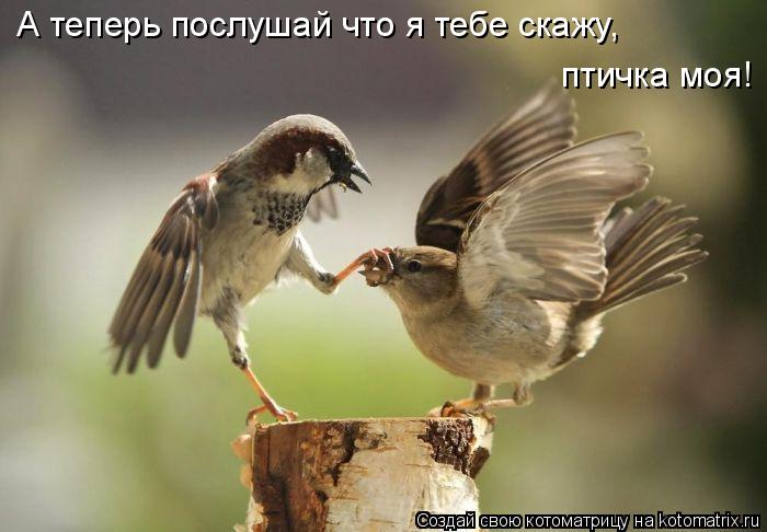 А теперь послушай что я тебе скажу, птичка моя!... Котоматрица: А теперь послушай что я тебе скажу, птичка моя!