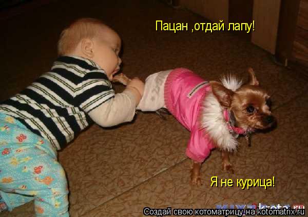 Пацан ,отдай лапу! Я не курица!... Котоматрица: Пацан ,отдай лапу! Я не курица!
