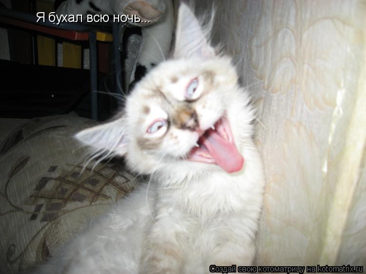 Я бухал всю ночь...... Котоматрица: Я бухал всю ночь...