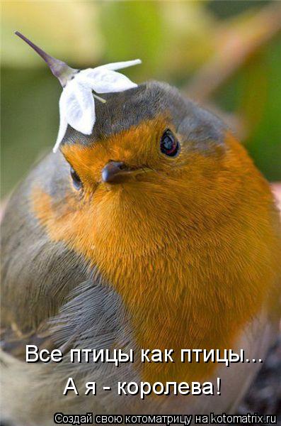 Все птицы как птицы... А я - королева!... Котоматрица: Все птицы как птицы... А я - королева!