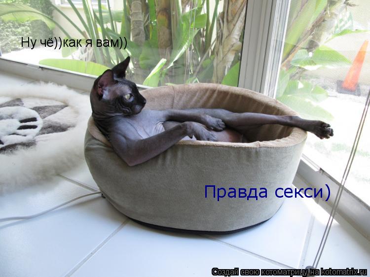 Ну чё))как я вам)) Правда секси)... Котоматрица: Ну чё))как я вам)) Правда секси)