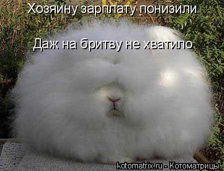 Хозяину зарплату понизили Даж на бритву не хватило... Котоматрица: Хозяину зарплату понизили Даж на бритву не хватило