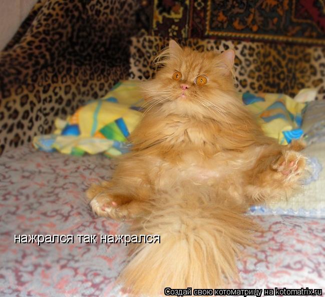 нажрался так нажрался... Котоматрица: нажрался так нажрался