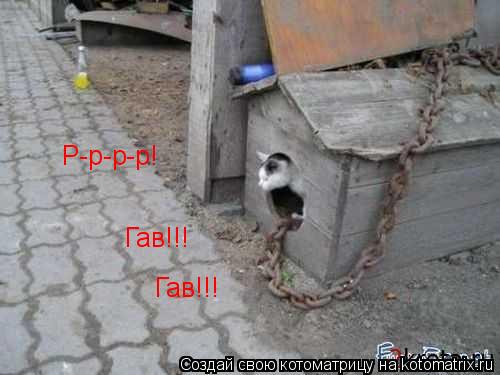 Р-р-р-р! Гав!!! Гав!!!... Котоматрица: Р-р-р-р! Гав!!! Гав!!!