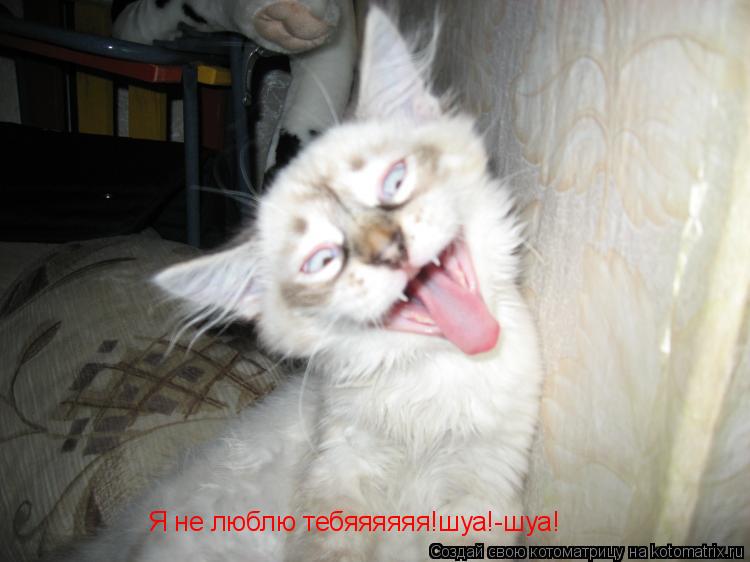 Я не люблю тебяяяяяя!шуа!-шуа!... Котоматрица: Я не люблю тебяяяяяя!шуа!-шуа!
