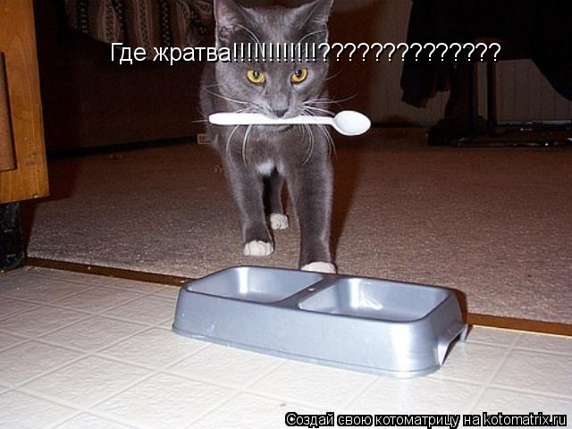 Где жратва!!!!!!!!!!!!??????????????... Котоматрица: Где жратва!!!!!!!!!!!!??????????????