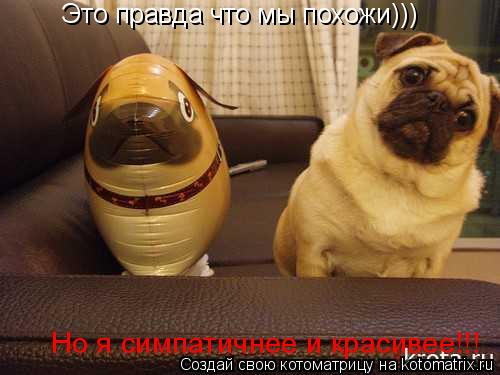 Это правда что мы похожи))) Но я симпатичнее и красивее!!!... Котоматрица: Это правда что мы похожи))) Но я симпатичнее и красивее!!!