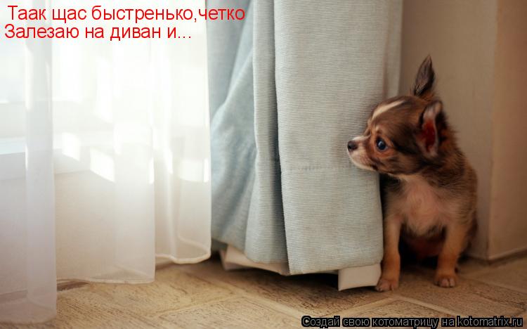Таак щас быстренько,четко Залезаю на диван и...... Котоматрица: Таак щас быстренько,четко Залезаю на диван и...