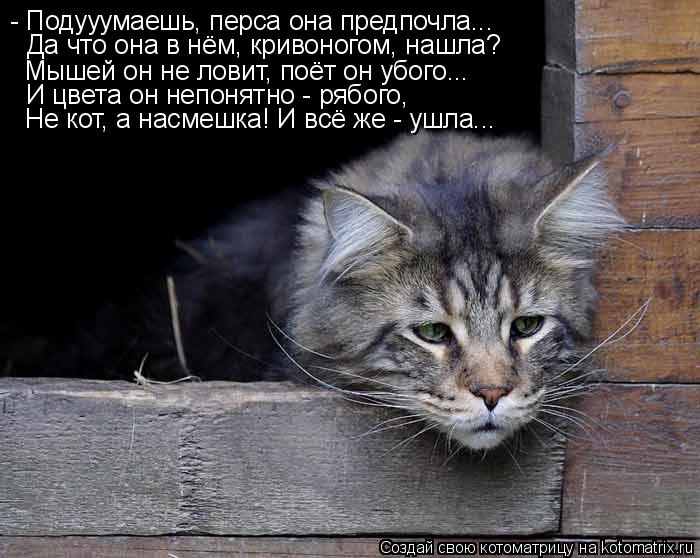 Да что она в нём, кривоногом, нашла? Мышей он не ловит, поёт он убого... И цвета он непонятно - рябог... Котоматрица: Да что она в нём, кривоногом, нашла? Мышей он не ловит, поёт он убого... И цвета он непонятно - рябого, - Подууумаешь, перса она предпочла... Не ко