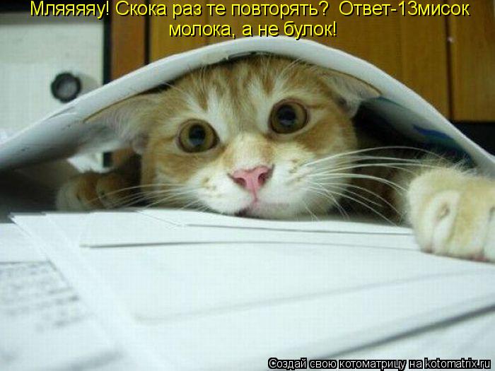Мляяяяу! Скока раз те повторять? Ответ-13мисок молока, а не булок!... Котоматрица: Мляяяяу! Скока раз те повторять? Ответ-13мисок молока, а не булок!