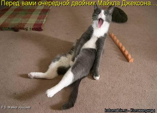 Перед вами очередной двойник Майкла Джексона.... P.S. Майкл лучший!... Котоматрица: Перед вами очередной двойник Майкла Джексона.... P.S. Майкл лучший!