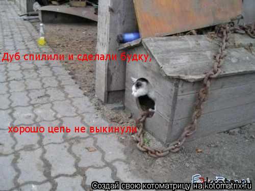 Дуб спилили и сделали будку, хорошо цепь не выкинули... Котоматрица: Дуб спилили и сделали будку, хорошо цепь не выкинули