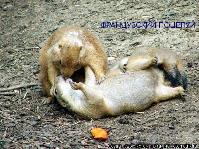 ФРАНЦУЗСКИЙ ПОЦЕЛУЙ... Котоматрица: ФРАНЦУЗСКИЙ ПОЦЕЛУЙ